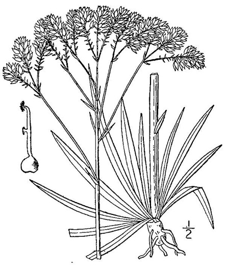 image of Polygala cymosa, Tall Pinebarren Milkwort