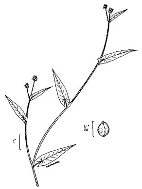 image of Persicaria sagittata, Arrowleaf Tearthumb, Arrowvine, Scratch-grass