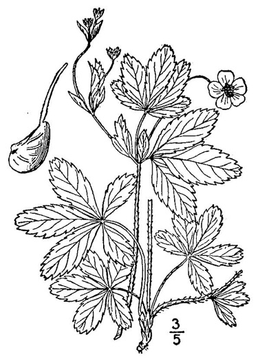 drawing of Potentilla simplex, Old Field Cinquefoil, Old-field Five-fingers, Common Cinquefoil