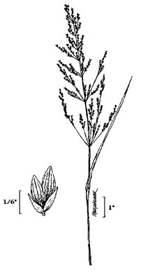 image of Poa trivialis ssp. trivialis, Rough Bluegrass