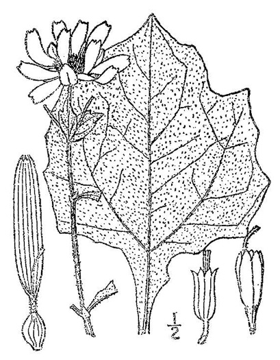 image of Smallanthus uvedalia, Bearsfoot, Hairy Leafcup, Yellow Leafcup