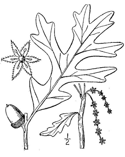 image of Quercus alba, White Oak