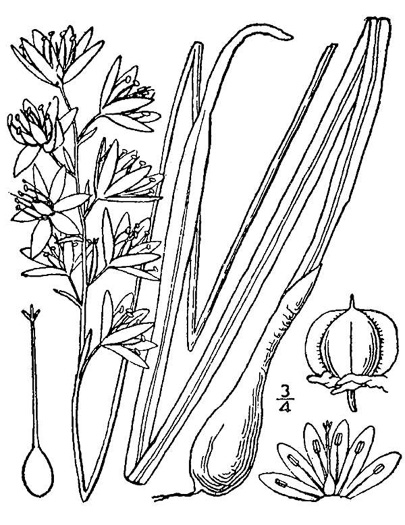 image of Camassia scilloides, Wild Hyacinth, Eastern Camas Lily, Quamash Lily