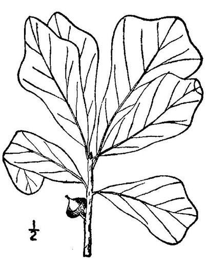 image of Quercus nigra, Water Oak, Paddle Oak