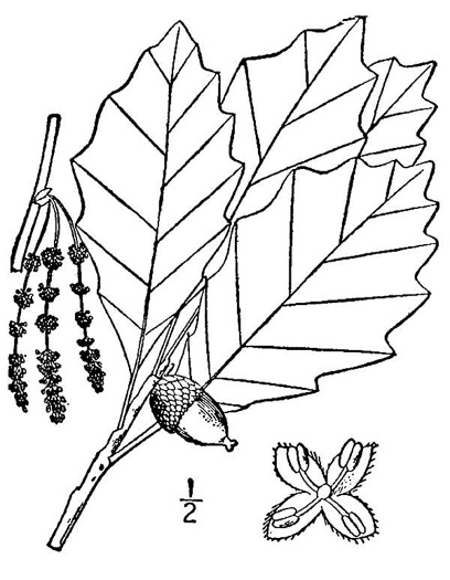 image of Quercus prinoides, Dwarf Chinquapin Oak