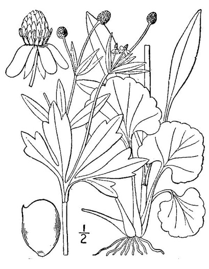 image of Ranunculus abortivus, Kidneyleaf Buttercup, Early Wood Buttercup, Small-flowered Buttercup, Kidneyleaf Crowfoot