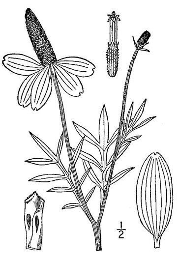 image of Ratibida columnifera, Mexican Hat, Columnar Prairie Coneflower, Upright Coneflower, Long-headed Coneflower