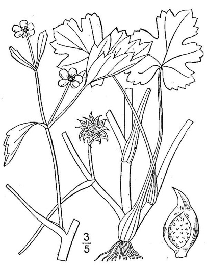 image of Ranunculus muricatus, spinyfruit buttercup, Roughseed Buttercup