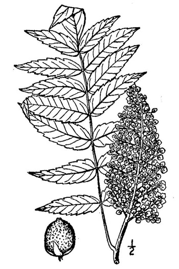 drawing of Rhus glabra, Smooth Sumac, Common Sumac