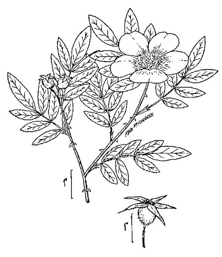 image of Rosa palustris, Swamp Rose