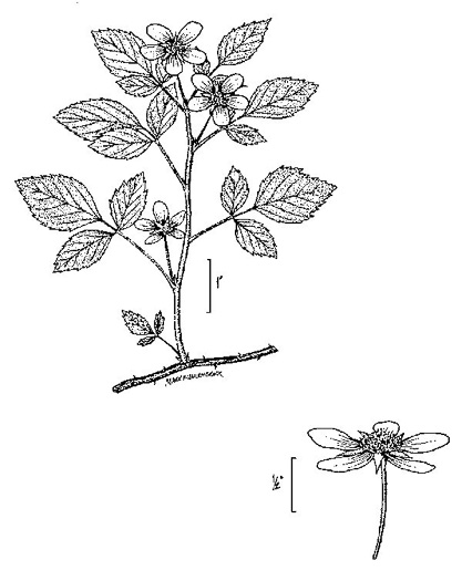 Rubus flagellaris, Common Dewberry, Northern Dewberry