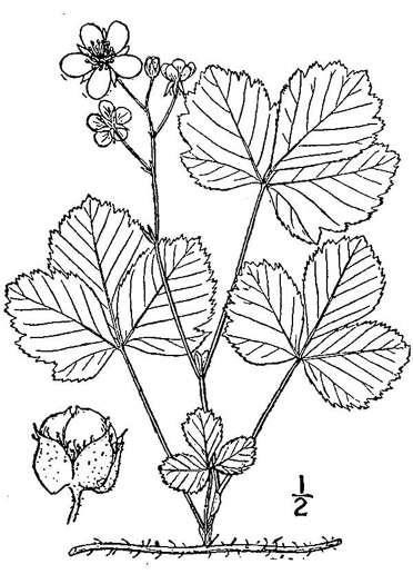 image of Rubus hispidus, Swamp Dewberry, Bristly Dewberry