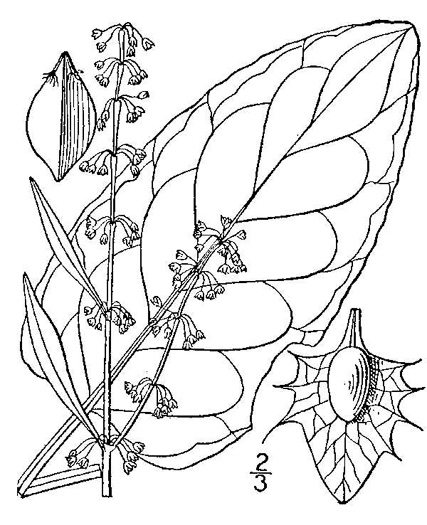 image of Rumex obtusifolius, Bitter Dock, Broadleaf Dock