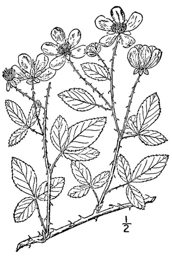 image of Rubus trivialis, Southern Dewberry, Coastal Plain Dewberry