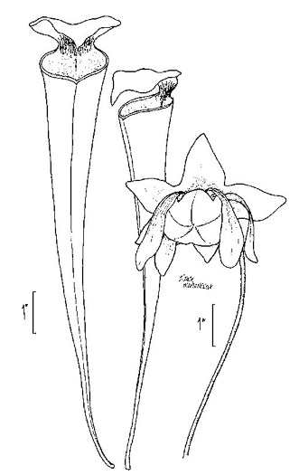 image of Sarracenia flava, Yellow Pitcherplant, Yellow Trumpet, Trumpets