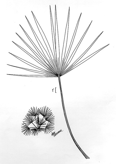 drawing of Sabal minor, Dwarf Palmetto, Bush Palmetto, Dwarf Blue Palmetto, Bluestem Palmetto