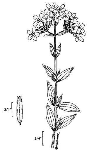 image of Saponaria officinalis, Soapwort, Bouncing Bet