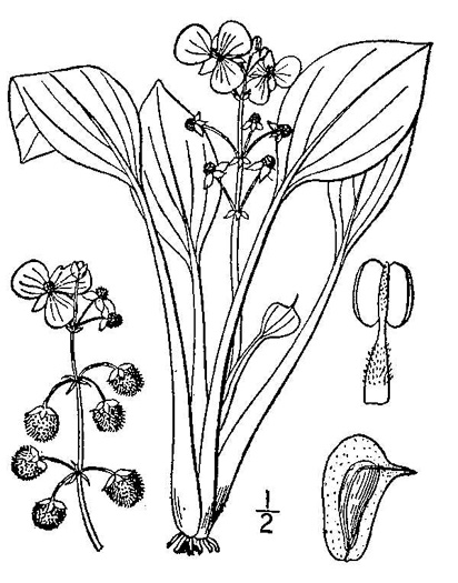 image of Sagittaria platyphylla, Delta Arrowhead