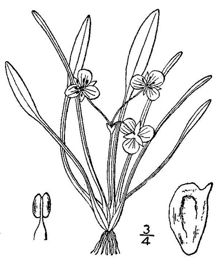 drawing of Sagittaria subulata, Dwarf Arrowhead, Awl-leaf Arrowhead