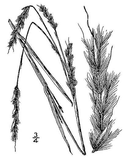 image of Schizachyrium littorale, Seaside Little Bluestem