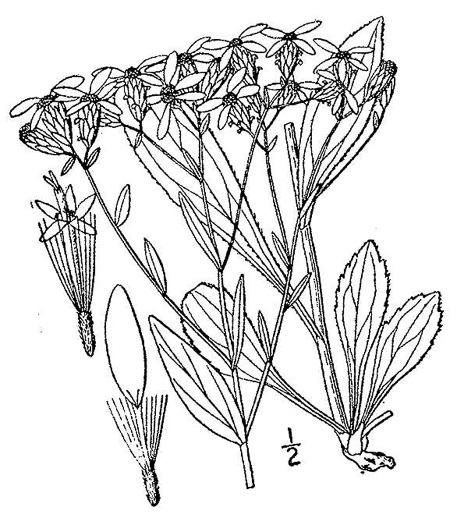 image of Sericocarpus caespitosus, Toothed Whitetop Aster