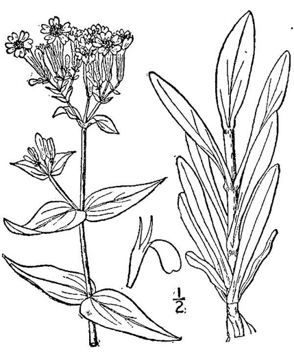 image of Atocion armeria, Sweet William Catchfly, Garden Catchfly, None-so-pretty