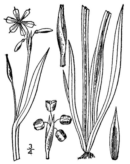 image of Sisyrinchium angustifolium, Narrowleaf Blue-eyed-grass, Stout Blue-eyed-grass