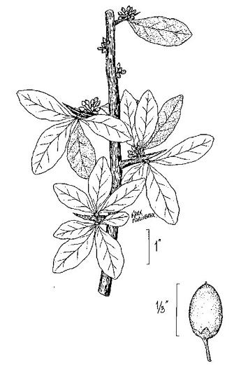 image of Sideroxylon lanuginosum ssp. lanuginosum, Eastern Gum Bumelia, Eastern Gum Bully