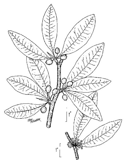 image of Sideroxylon lycioides, Buckthorn Bumelia, Buckthorn Bully, Carolina Buckthorn