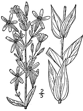 drawing of Silene regia, Royal Catchfly