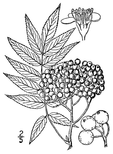 image of Sorbus americana, American Mountain-ash, American Rowan