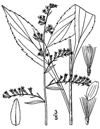 image of Solidago boottii, Boott's Goldenrod, Cutleaf Goldenrod