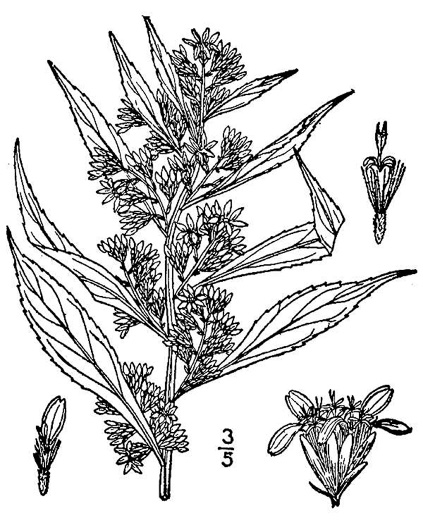 image of Solidago curtisii, Curtis's Goldenrod