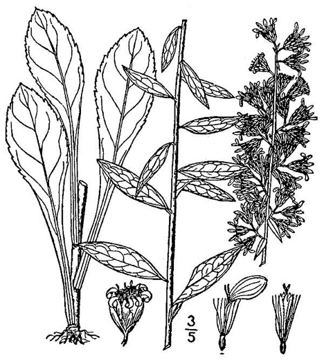 drawing of Solidago erecta, Slender Goldenrod, Erect Goldenrod