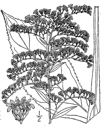 image of Solidago juncea, Early Goldenrod