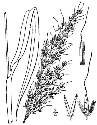 image of Sorghastrum nutans, Yellow Indiangrass, Prairie Indiangrass