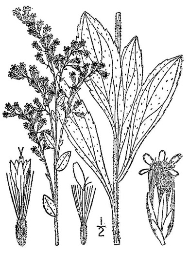 drawing of Solidago radula, Rough Goldenrod