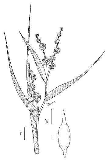 image of Sparganium americanum, American Bur-reed