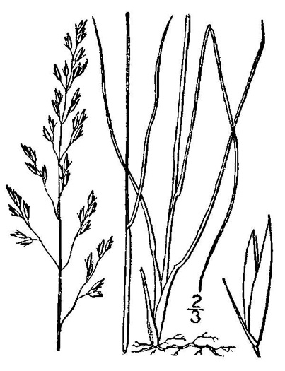 image of Sporobolus heterolepis, Prairie Dropseed