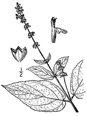 image of Stachys nuttallii, Nuttall’s Hedgenettle