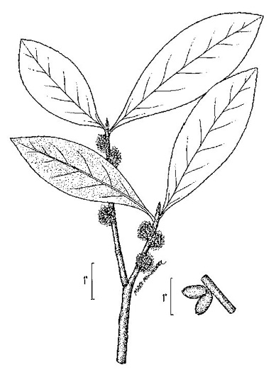 image of Symplocos tinctoria, Horsesugar, Sweetleaf, Dyebush