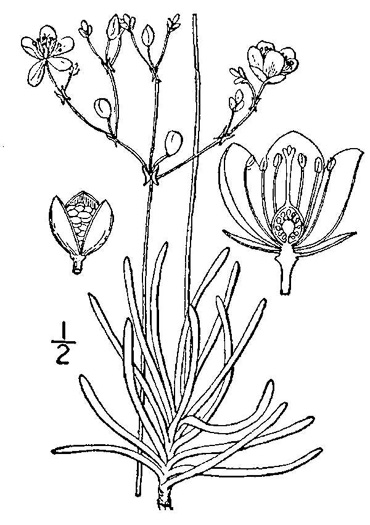 image of Phemeranthus teretifolius, Appalachian Fameflower, Appalachian Rock-pink, Rock Portulaca, Quill Fameflower