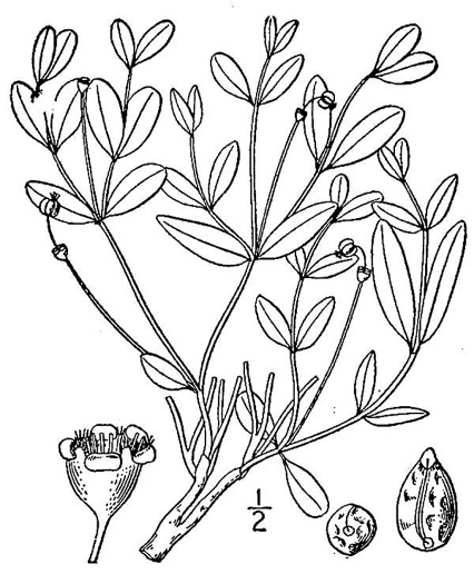 image of Euphorbia ipecacuanhae, Carolina Ipecac, Wild Ipecac, American Ipecac