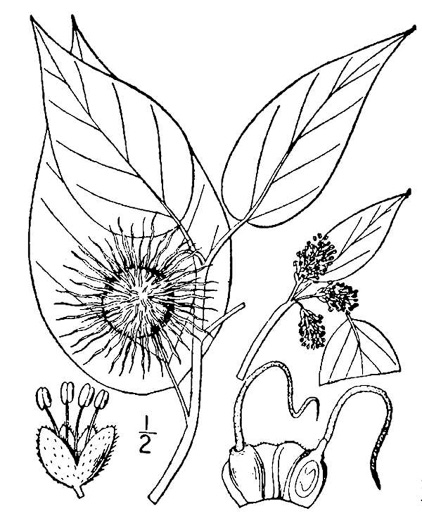 image of Maclura pomifera, Osage-orange, Hedge-apple, Bow-wood