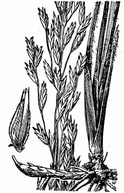 image of Tridens carolinianus, Carolina Triodia, Carolina Fluffgrass