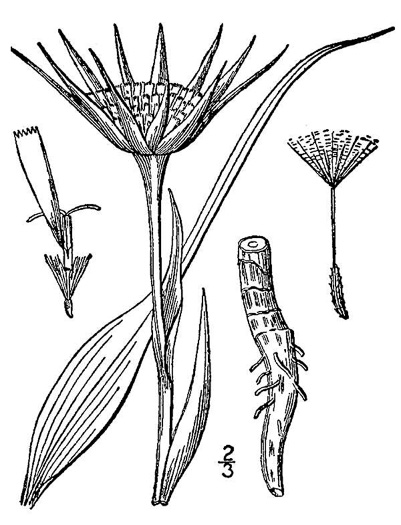 image of Tragopogon porrifolius, Purple Salsify, Vegetable-oyster, Oyster Plant, Purple Goat’s-beard