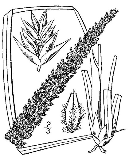 image of Tridens strictus, Longspike Tridens, Longspike Fluffgrass, Spike Triodia