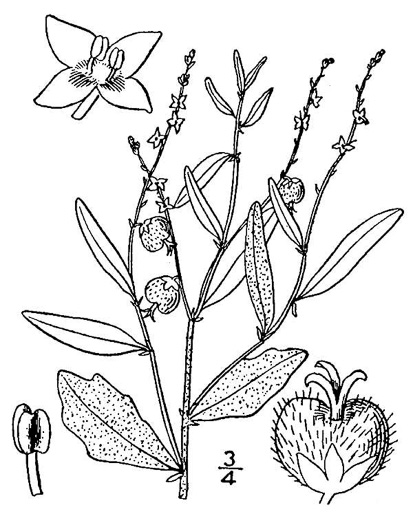 drawing of Tragia urens, Wavyleaf Noseburn, Southeastern Noseburn, Sandhill Noseburn