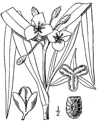 image of Tradescantia virginiana, Virginia Spiderwort