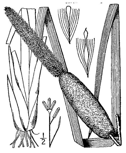 image of Typha latifolia, Common Cattail, Broadleaf Cattail